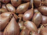 Onions, Shallots